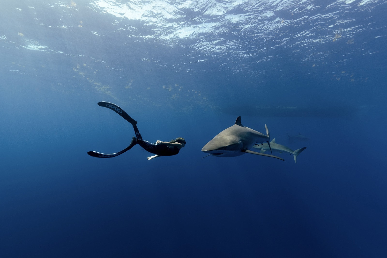 Shark diver Kristina Recalde interview 1
