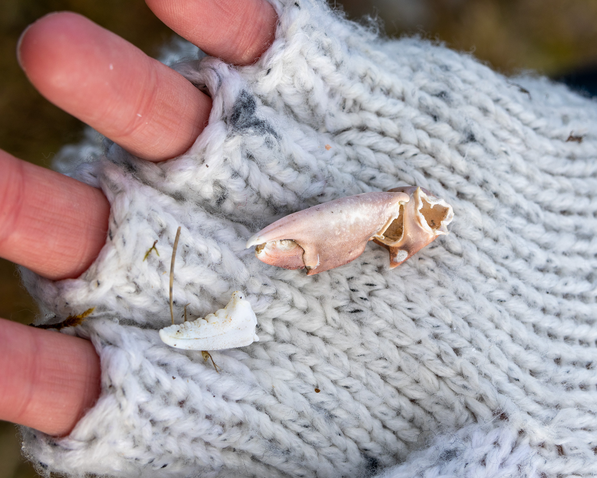 birds eat shells and crab