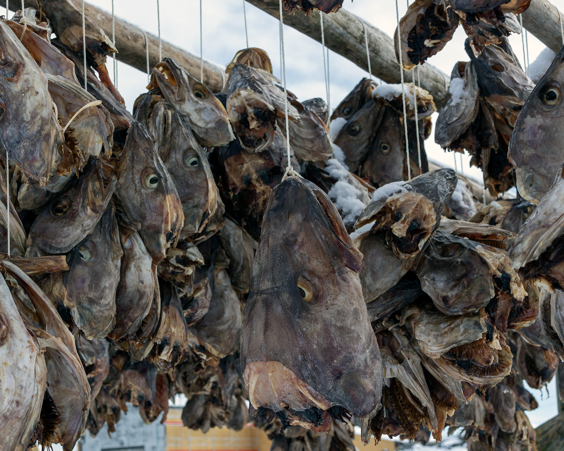 drying cod heads