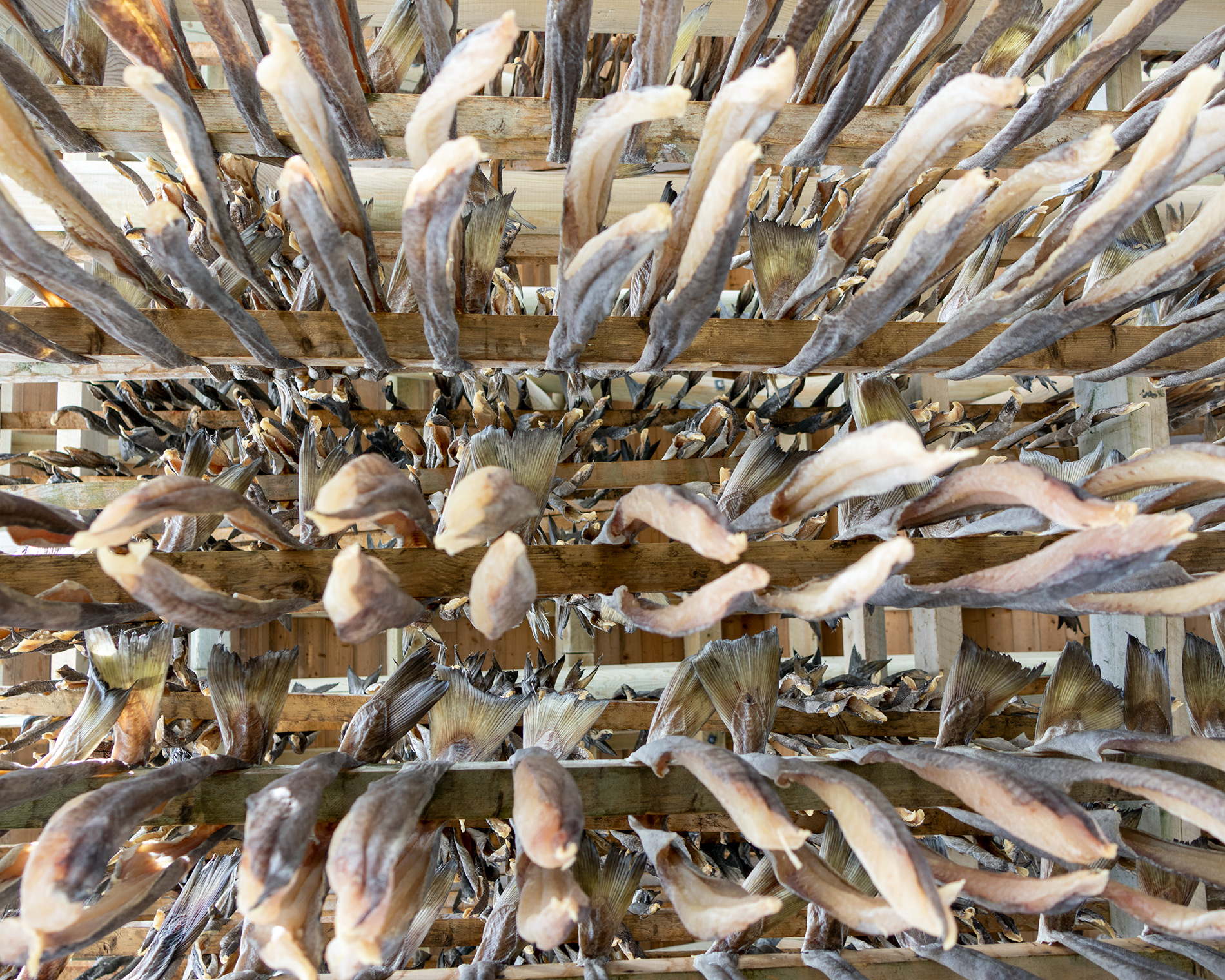 drying cod