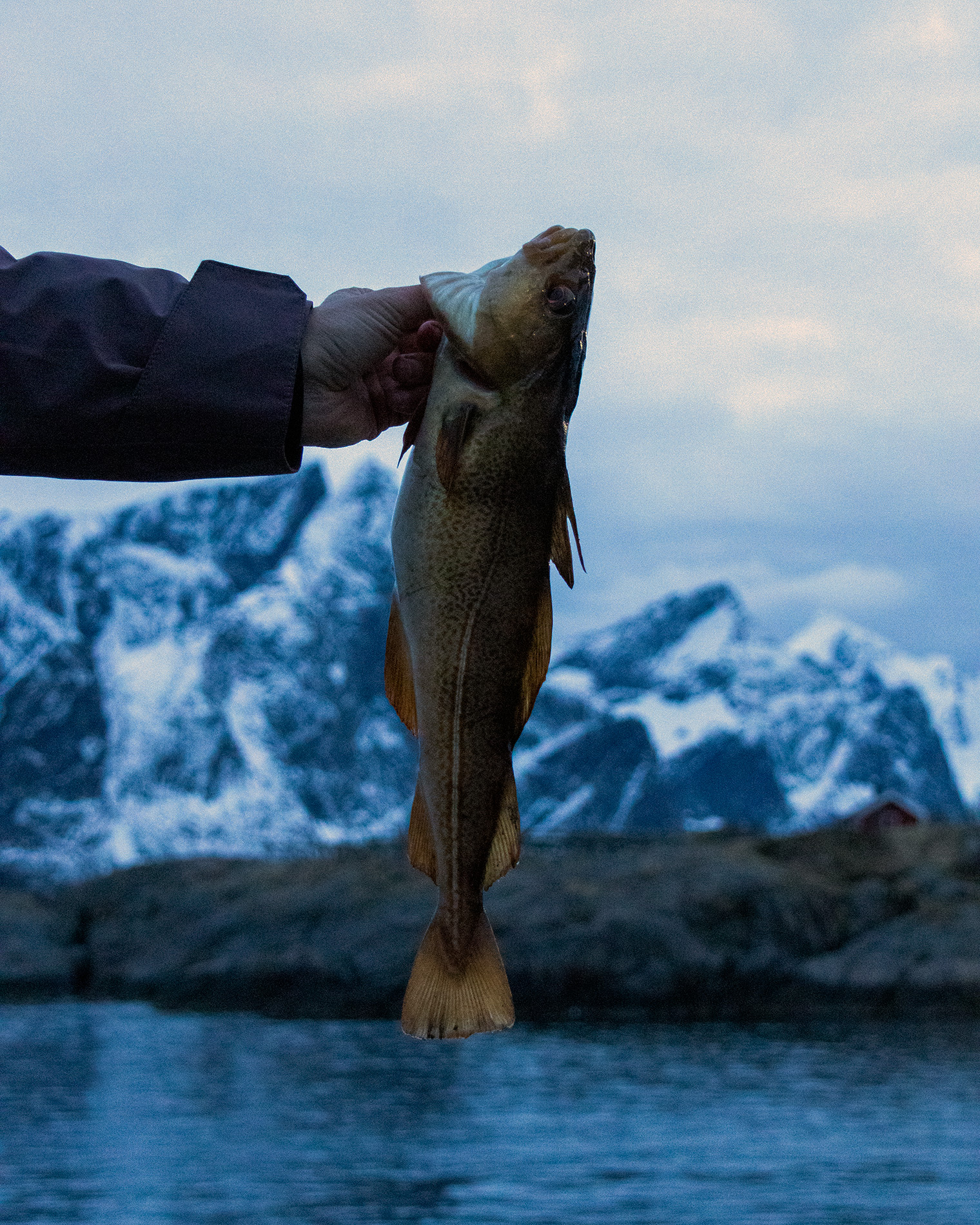 fishing for cod success